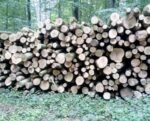 Stammholz Buche – Bild 3