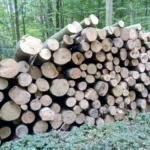 Stammholz Buche