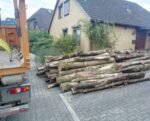 Stammholz Mischholz (Erle Ahorn Kirsche) – Bild 3